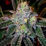 Close-up of Ice Cream Cake weed strain buds showing frosty trichomes and purple-green hues with orange pistils
