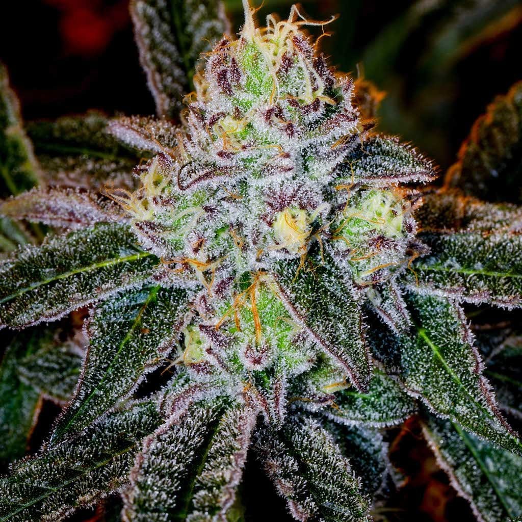 Close-up of Ice Cream Cake weed strain buds showing frosty trichomes and purple-green hues with orange pistils
