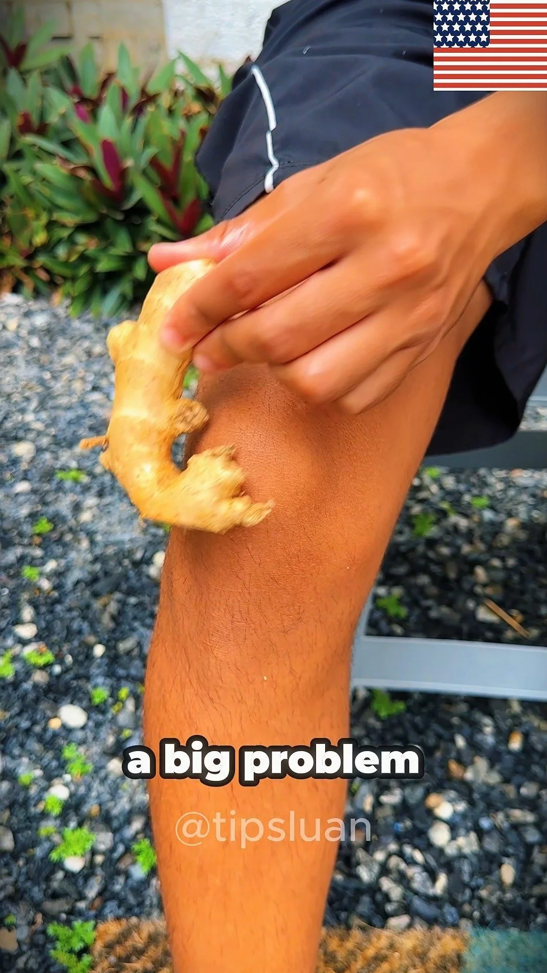 Fresh ginger root for natural relief from knee pain